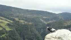 CLEAN : Scientists and indigenous people unite to save Colombian condor News Clip