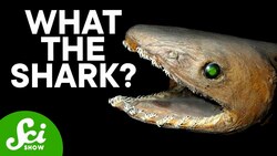 7 of the Most Uniquely FIERCE Sharks Instructional Video