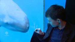 False killer whale befriends 10-year-old boy News Clip