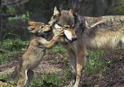 Dogs and Wolves: Nature or Nurture? Instructional Video