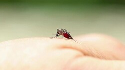 Close-up of a mosquito sucking blood on human skin, Mosquito is carrier of Malaria/ Encephalitis/ Dengue, Macro shot Stock Footage