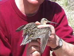 Agrupando a los seres vivos: grupos principales Instructional Video