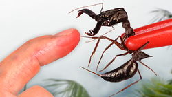 Snapped by the World's Fastest Jaws Instructional Video