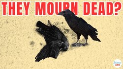 Crow Funeral : Do Crows Mourn Their Dead? Instructional Video