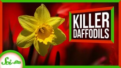Good News: Daffodils Are The Worst Instructional Video