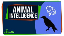 How Smart Are Animals, Really? Instructional Video