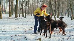 The happy, attractive 50-years-old senior woman playing with dogs in the park in the sunny winter day Stock Footage
