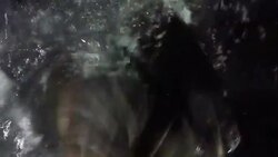 B.C. group wants to kill seals and sea lions to save the whales News Clip