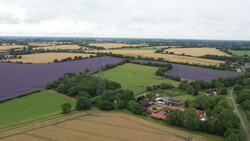 Fields of echium and borage in full flower News Clip