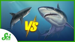What Zinc Means for Megalodon’s Extinction | SciShow News Instructional Video