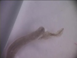 Exploring the World of Worms Instructional Video