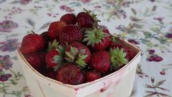 Introduction to Discovering Plants Instructional Video