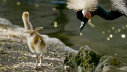 What Exactly are Crowned Cranes and Why Are They So Fuzzy? Instructional Video