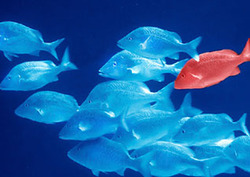 Taxonomía Instructional Video