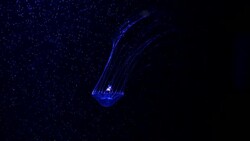 Close-up Jellyfish, Medusa in fish tank with neon light. Stock Footage