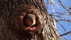 Forest Squirrels Up Close: Incredible Footage in their Natural Habitat Stock Footage
