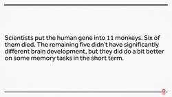Human Genes in Monkeys? We Don’t Love It. Instructional Video