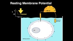 Resting membrane potential Instructional Video