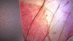 Dry Leaf Analysis Stock Footage