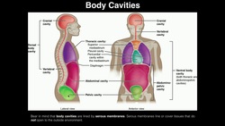 A&P I Lab | Exercise 2: Organ Systems, Feedback Loops, Body Cavities, & Serous Membranes Instructional Video