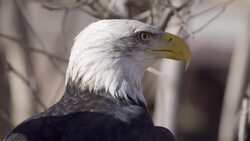 The Symbol of America! These Bald Eagles Find a New Home Instructional Video