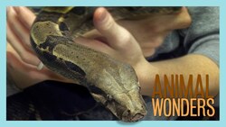 Ask Jessi 8! Instructional Video