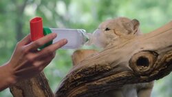Why This Little Arabian Sand Cat Needed an Inhaler Instructional Video