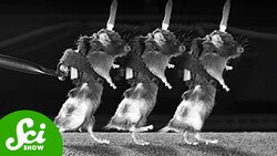 This Neuron Helps People Walk Again | SciShow News Instructional Video