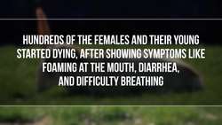 The First Wild 'Virgin Births' Instructional Video