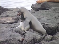 Understanding Overproduction and Natural Selection Instructional Video