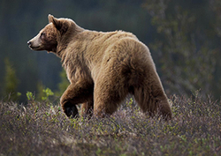 Grizzly Bears - Seasonal Survival Instructional Video