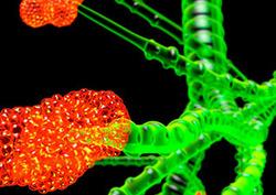 Alveoli Instructional Video