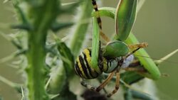 Mantis religiosa eating a wasp spider (Argiope bruennichi) Stock Footage