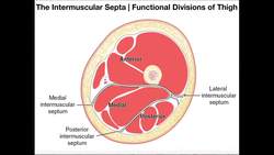 Intermuscular Septa Functional Compartmentalization of the Thigh Instructional Video