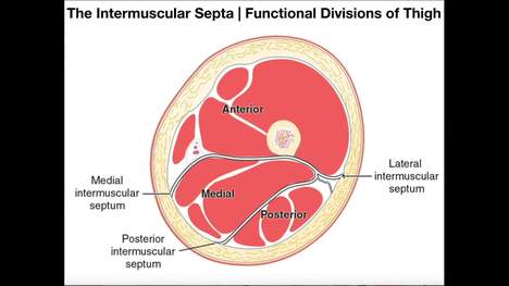 Intermuscular Septa   Functional Compartmentalization of the Thigh