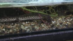 Prague zoo exhibits rare lizard News Clip