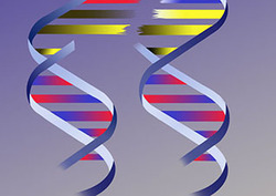 DNA replication Instructional Video