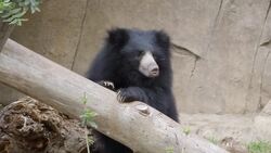 Sloth Bears Are Adorable, Especially When They’re Young! Instructional Video