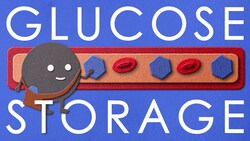 How do you store sugar in your body Instructional Video