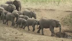 Herd of elephants walking to a waterhole for a drink. Stock Footage