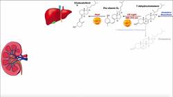 Vitamin D | Biosynthesis & the Vitamin D Receptor Instructional Video