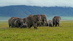 Tanzania Unveiled: Stunning Landscapes Captured by Drone Stock Footage