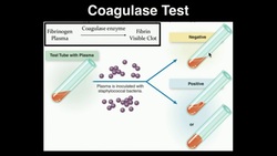 Microbiology: Coagulase Test Instructional Video