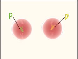 Genetics in Action: Summing Up Instructional Video