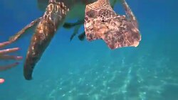 Sea turtle swims in blue sea water aquatic animal underwater video 4K Stock Footage