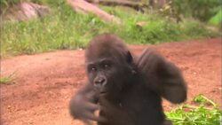Why It’s a Good Thing That Frank the Baby Gorilla Has to Fend For Himself Instructional Video