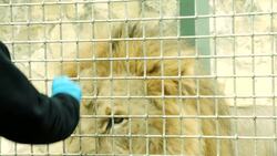 Train a Lion the Right Way! Look at These Amazing Kings of the San Antonio Zoo! Instructional Video