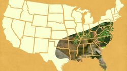 Why These Red Wolves Are Key To Saving Their Species From Extinction Instructional Video