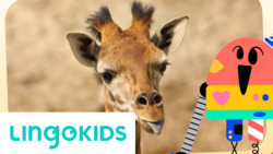 The Savanna Song Instructional Video