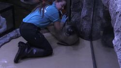 Rescued seals inspire people to reduce plastic waste News Clip